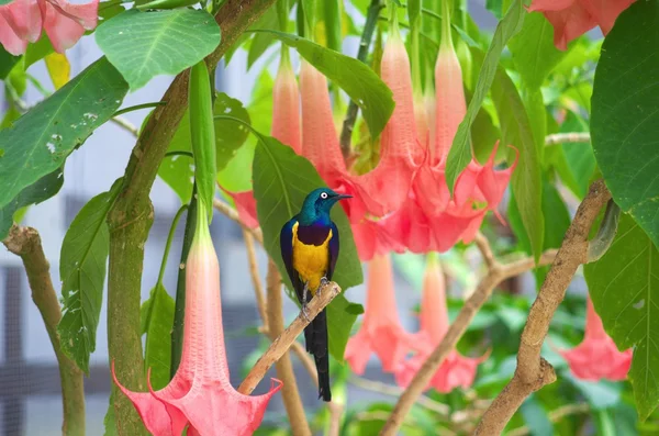 Lindo pájaro colorido —  Fotos de Stock