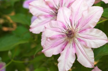 büyük pembe akasma