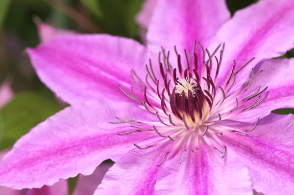 Large pink clematis — Stock Photo, Image