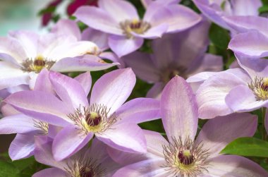 büyük pembe akasma