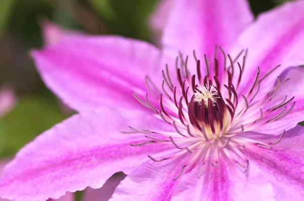 Large pink clematis — Stock Photo, Image