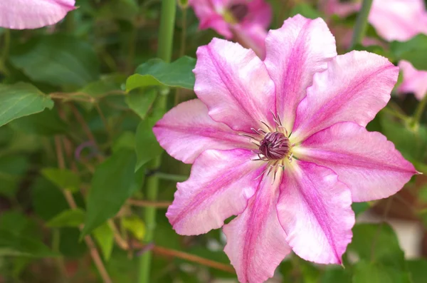 Grande clematis rosa — Fotografia de Stock