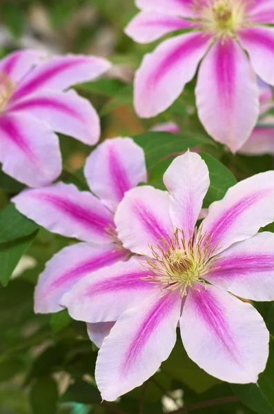 बड़े गुलाबी clematis — स्टॉक फ़ोटो, इमेज