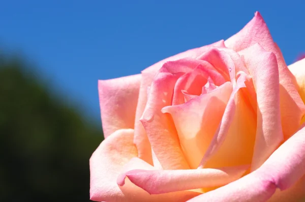 Flor rosa rosa lindo — Foto de Stock