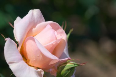 sevimli pembe Gül çiçek