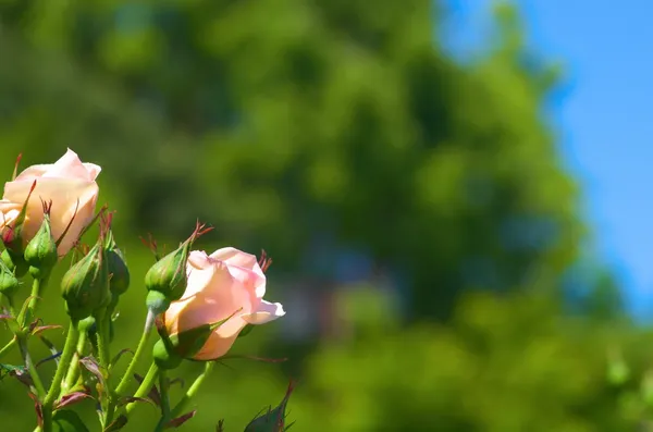 Söt rosa ros blomma — Stockfoto