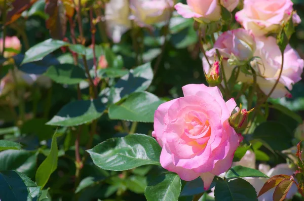 ดอกกุหลาบสีชมพูน่ารัก — ภาพถ่ายสต็อก