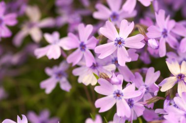 levendige roze subulata