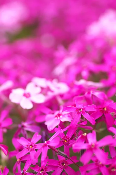 鮮やかなピンク subulata — ストック写真