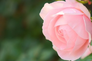 sevimli pembe Gül çiçek