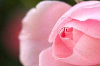 sevimli pembe Gül çiçek