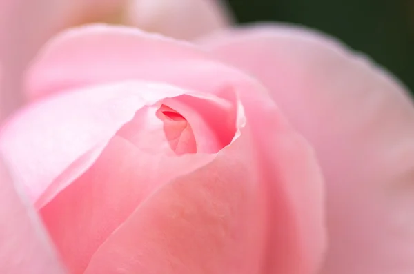 sevimli pembe Gül çiçek