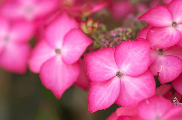 Schattige roze hortensia — Stockfoto