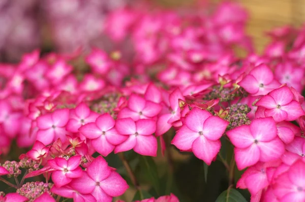 Hortênsia rosa bonito — Fotografia de Stock