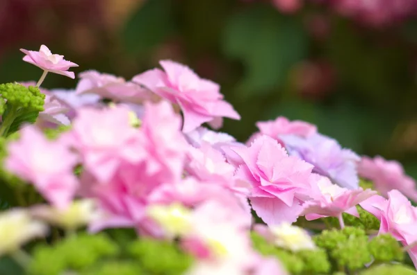 Sevimli pembe ortanca — Stok fotoğraf