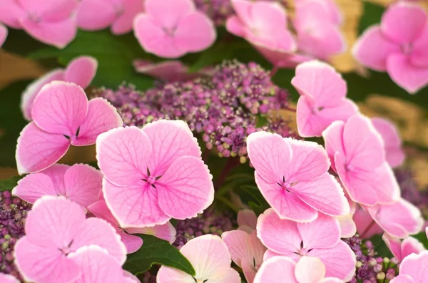 Söt rosa hortensia — Stockfoto