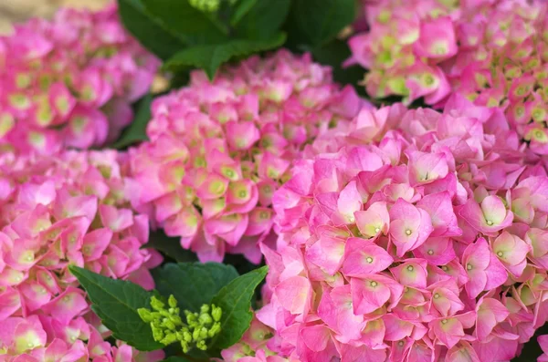 Roztomilé růžové hortenzie — Stock fotografie