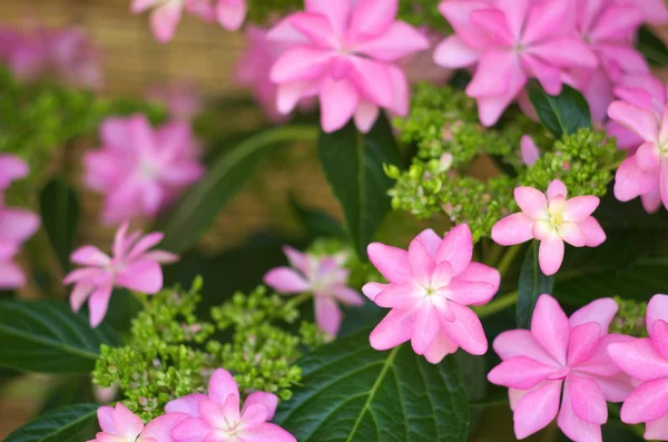 Cute pink hydrangea — Stock Photo, Image