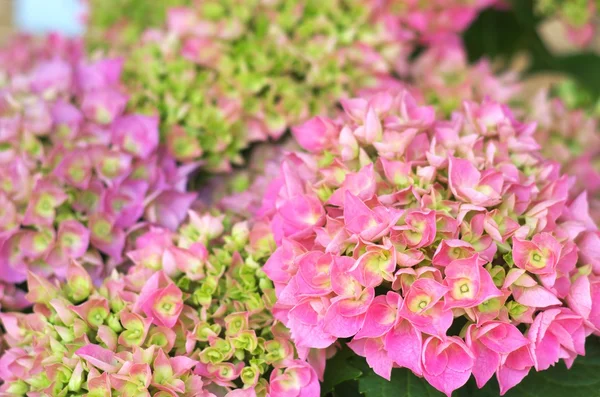 Hortensia rosa lindo — Foto de Stock