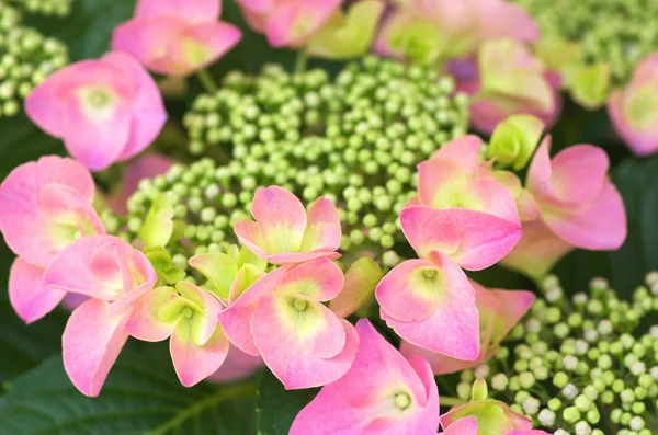 Hortênsia rosa bonito — Fotografia de Stock