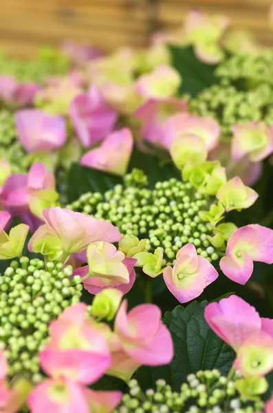 Roztomilé růžové hortenzie — Stock fotografie