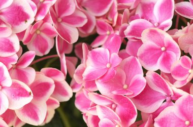 sevimli pembe ortanca