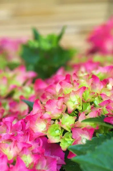 Söt rosa hortensia — Stockfoto