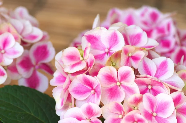 Niedliche rosa Hortensie — Stockfoto