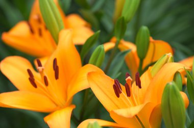 canlı turuncu lily çiçek