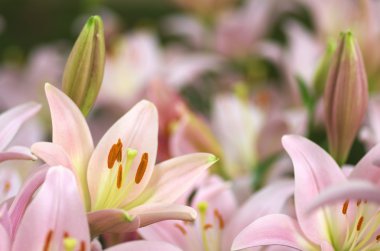 sevimli pembe lily çiçek