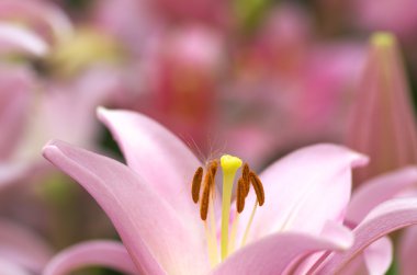 sevimli pembe lily çiçek