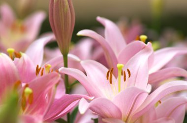 sevimli pembe lily çiçek