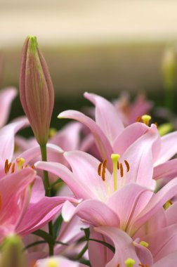 sevimli pembe lily çiçek