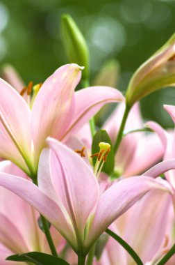 sevimli pembe lily çiçek