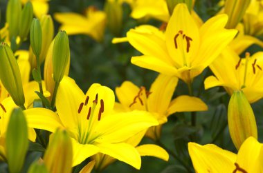 canlı sarı zambak çiçekleri