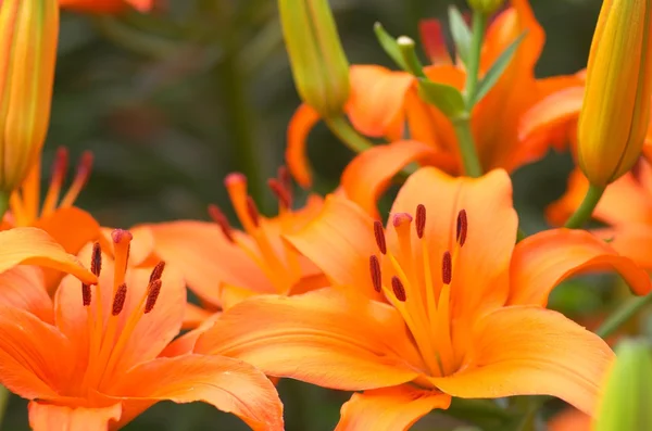 canlı turuncu lily çiçek