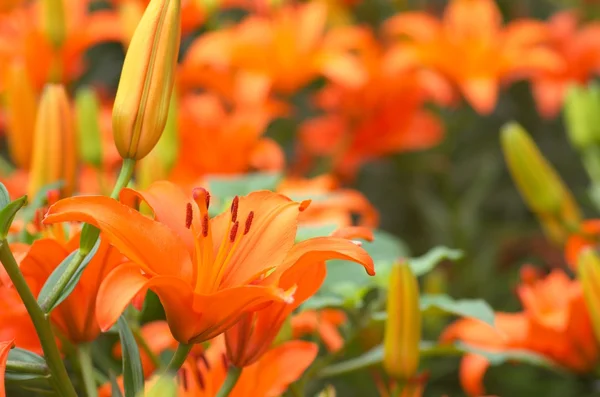 Levendig oranje lily bloemen — Stockfoto