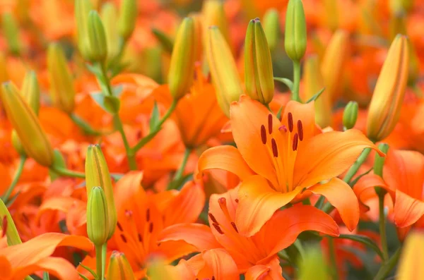 Flores de lirio naranja vívidas — Foto de Stock