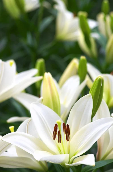 Lindo jardín de flores de lirio blanco —  Fotos de Stock