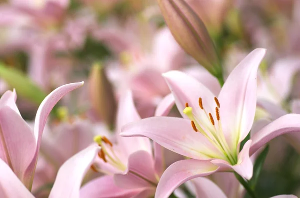 可爱的粉色百合花卉园 — 图库照片