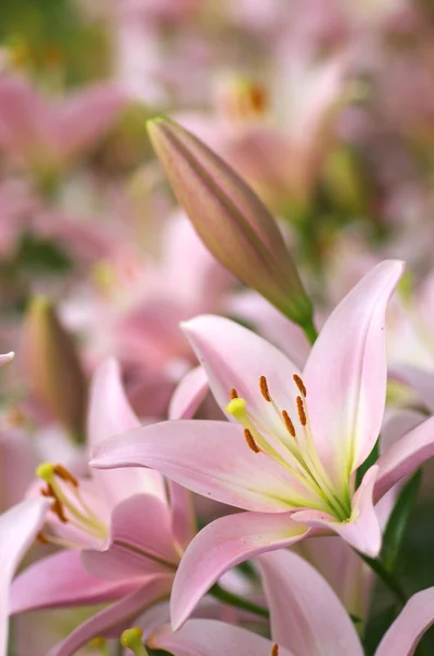 Lindo jardín de flores de lirio rosa — Foto de Stock