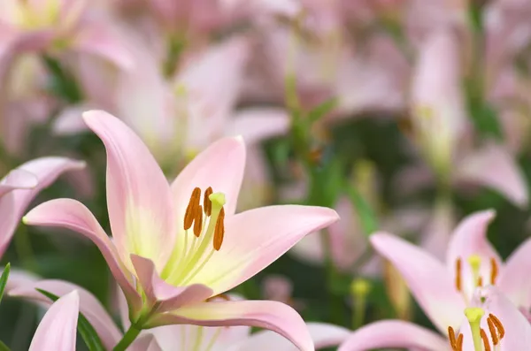 Cute pink lily flower garden — Stock Photo, Image
