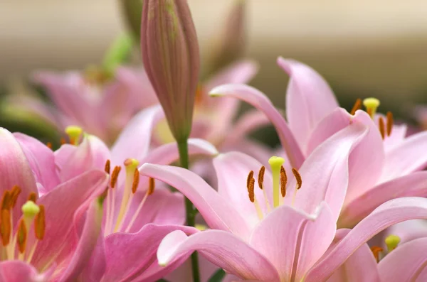 Schattige roze lily bloemen — Stockfoto