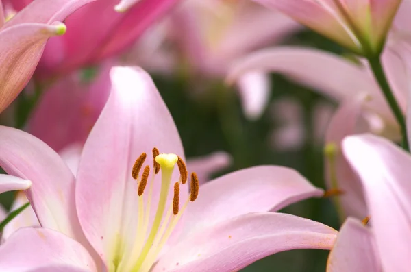 Schattige roze lily bloemen — Stockfoto