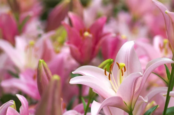 Cute pink lily flowers — Stock Photo, Image