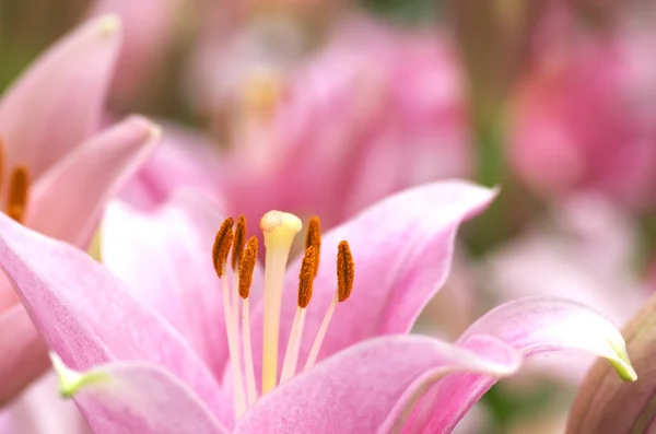 sevimli pembe lily çiçek