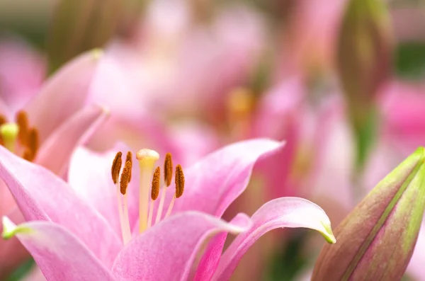 Lindas flores de lirio rosa — Foto de Stock