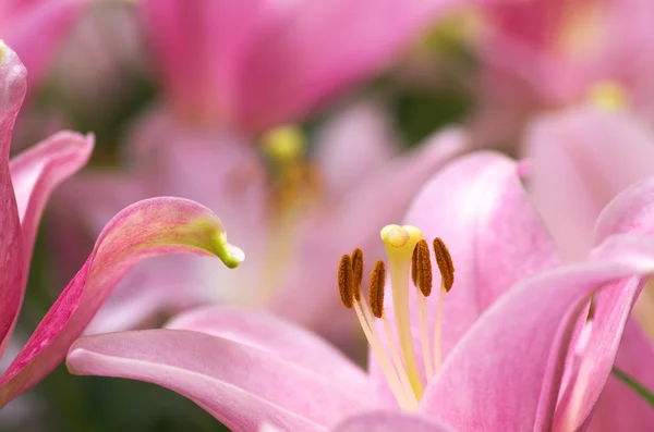 Lindas flores de lirio rosa — Foto de Stock