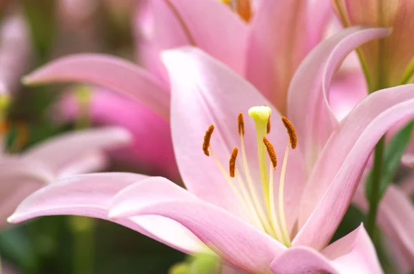 Söt rosa Lilja blomsterträdgård — Stockfoto