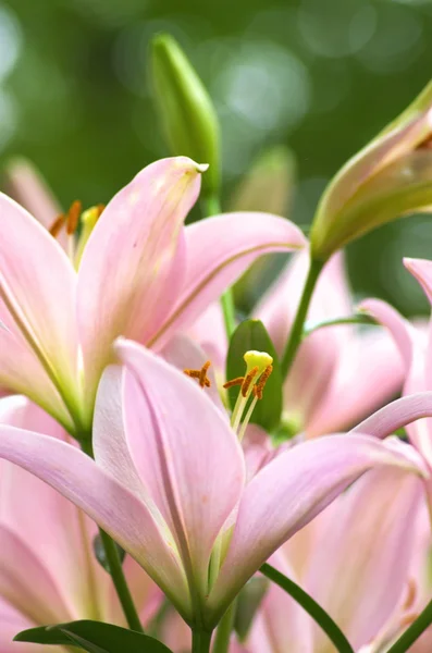 Lindas flores de lirio rosa — Foto de Stock